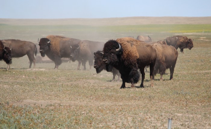 Amazing Adventure on the plains of South&nbsp;Dakota